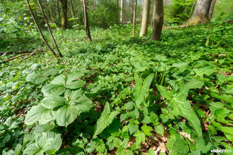 9160 Eiken-Haagbeukenbos