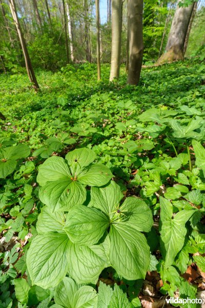 9160 Eiken-Haagbeukenbos