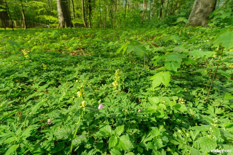 9160 Eiken-Haagbeukenbos