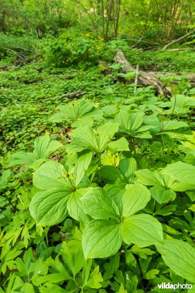 91E0 Vogelkers-Essenbos