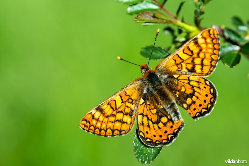 Zuidelijke moerasparelmoervlinder