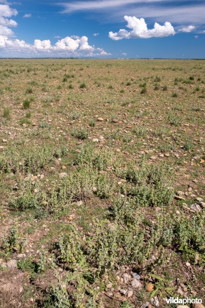 6220 Pseudo-steppe