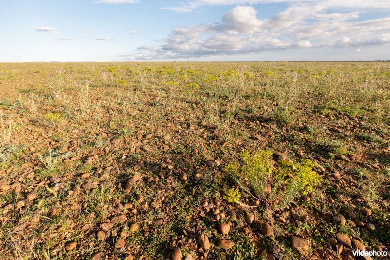 6220 Pseudo-steppe