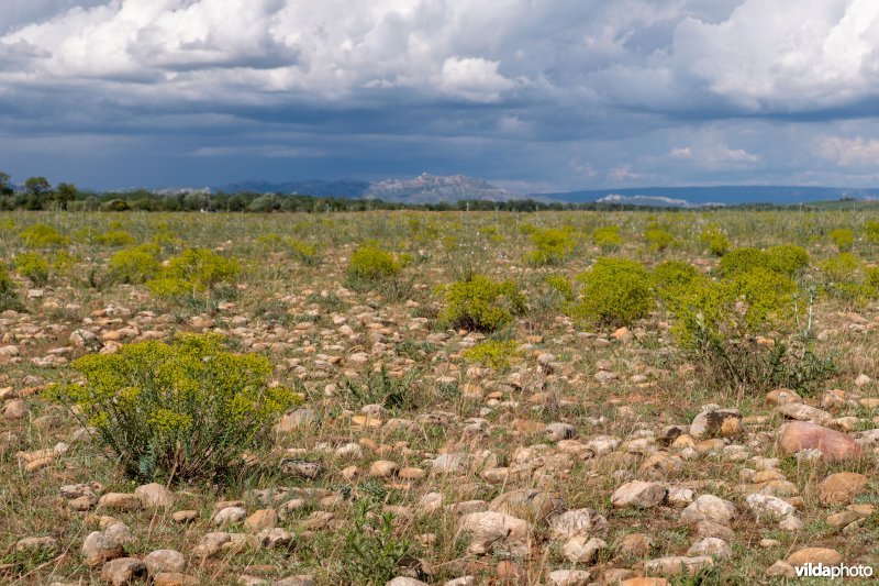 6220 Pseudo-steppe