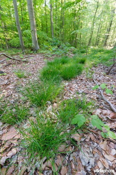9120 Zuurminnende beukenbossen