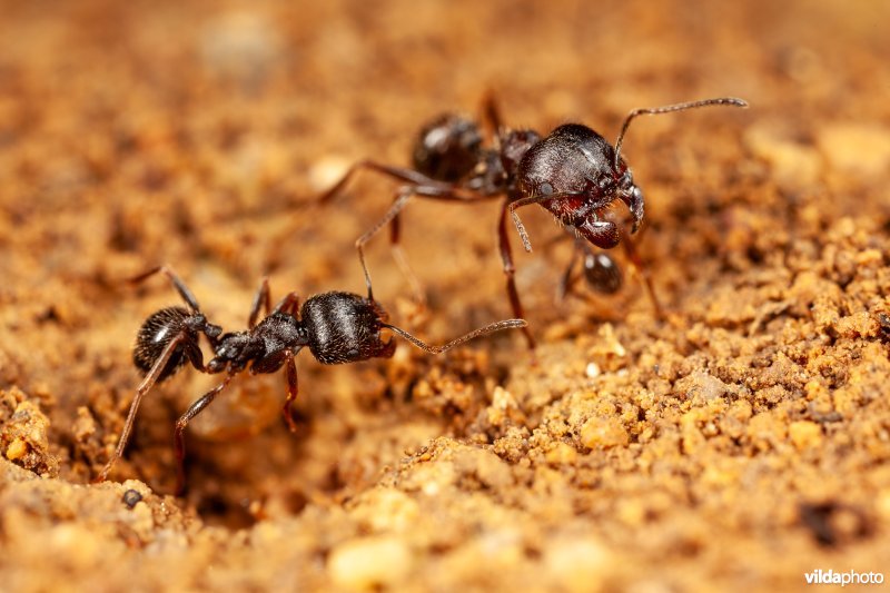 Werksters van een oogstmier