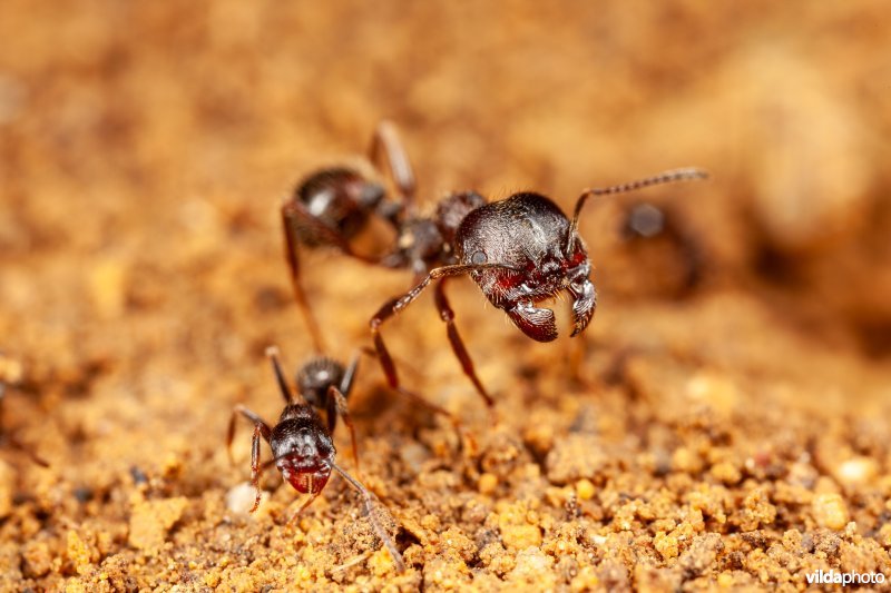 Werksters van een oogstmier