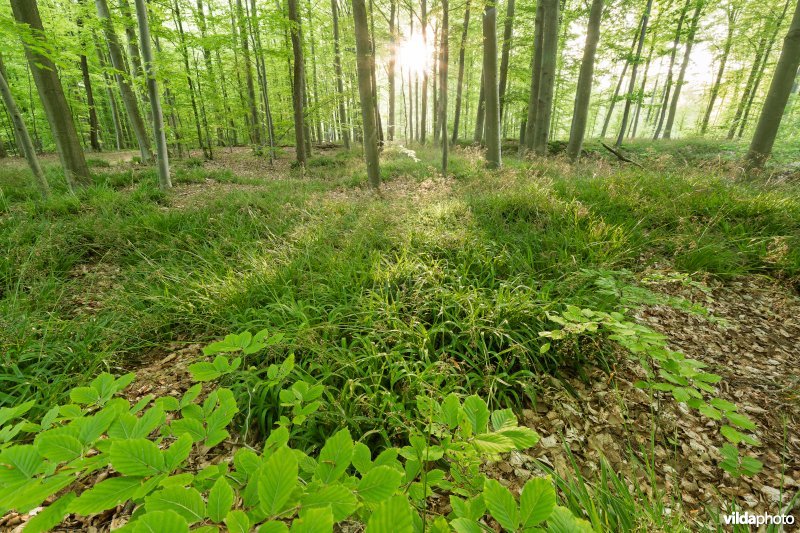 9120 Zuurminnende beukenbossen