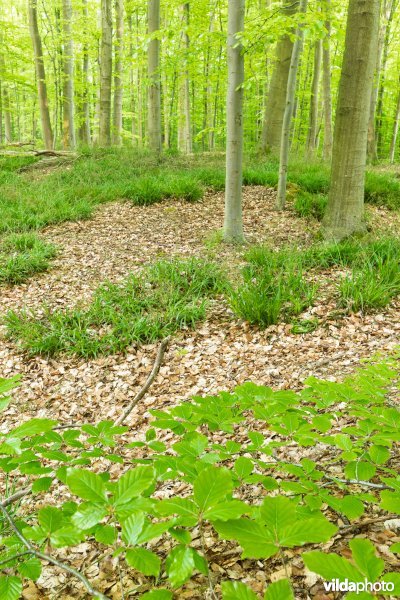 9120 Zuurminnende beukenbossen