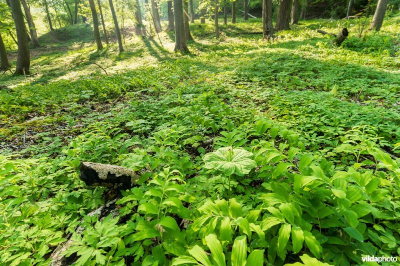 9160 Eiken-Haagbeukenbos