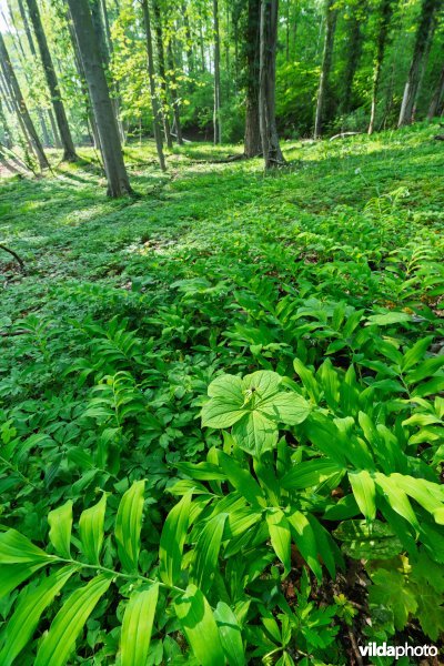 9160 Eiken-Haagbeukenbos