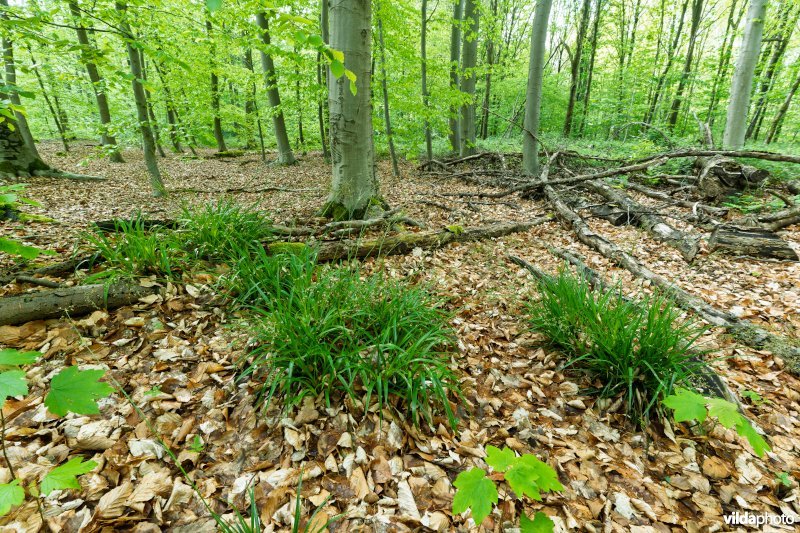 9120 Zuurminnende beukenbossen