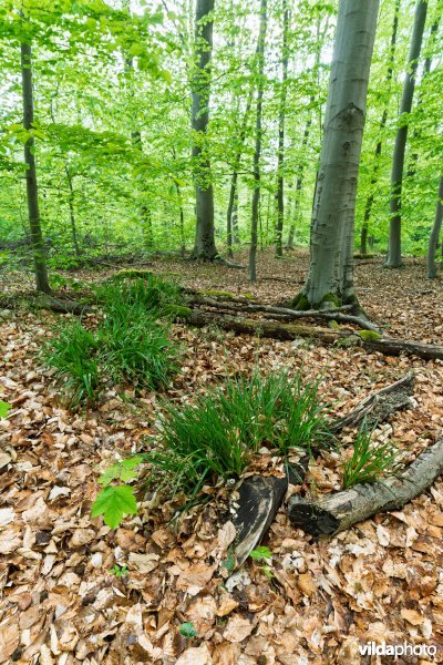 9120 Zuurminnende beukenbossen