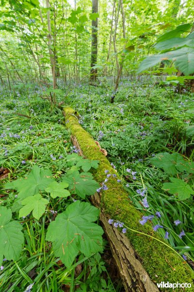 9130 Beukenbossen Asperulo-Fagetum