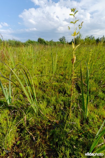 7140_meso / 3130_aom