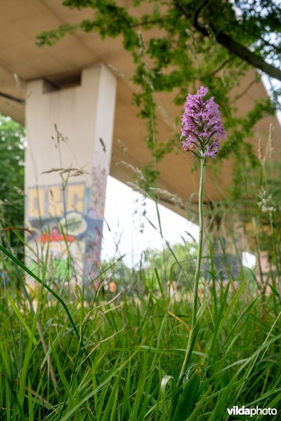 Orchidee in het Vijverspark