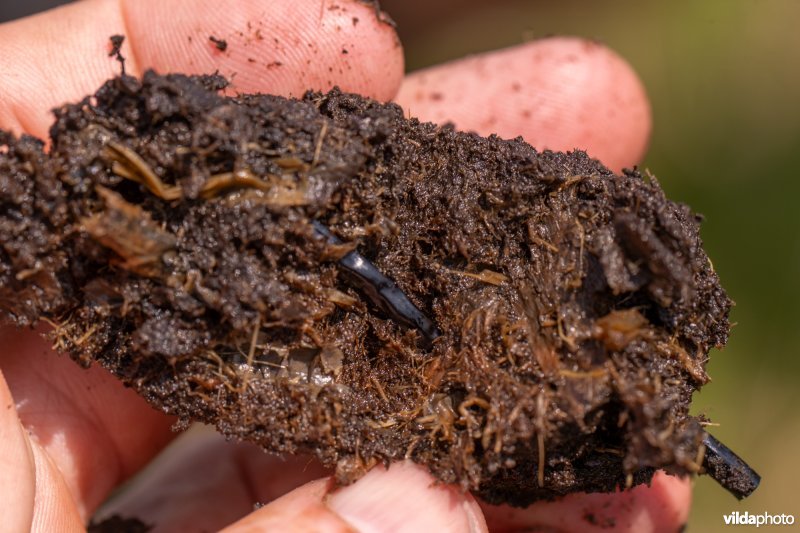 Bodemstaal met veen en wortelstok van holpijp