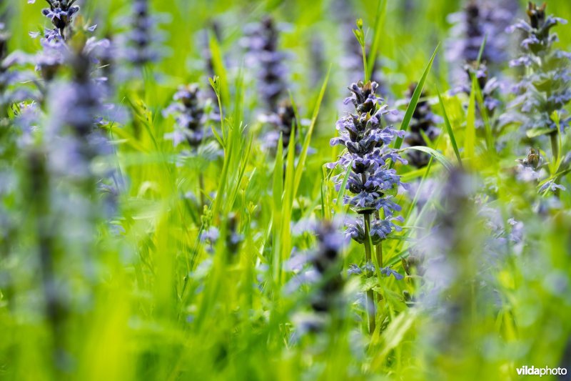 6510 Vochtig schraal hooiland