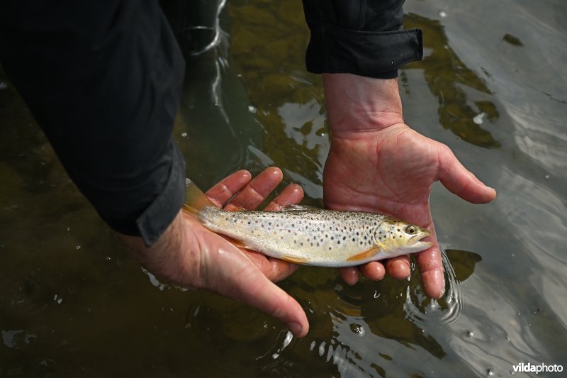 Onderzoek naar visstand op de Berwijn door onderzoekers van het INBO