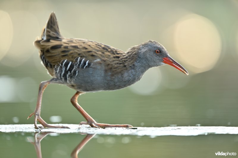 Waterral