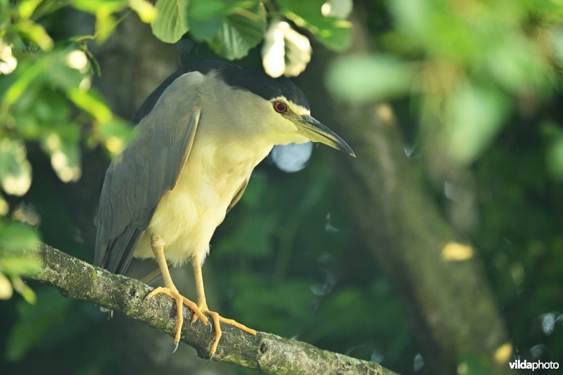 Kwak