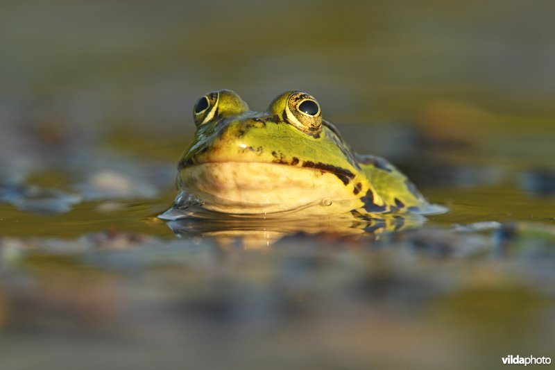 Europese meerkikker