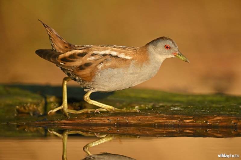 Klein waterhoen