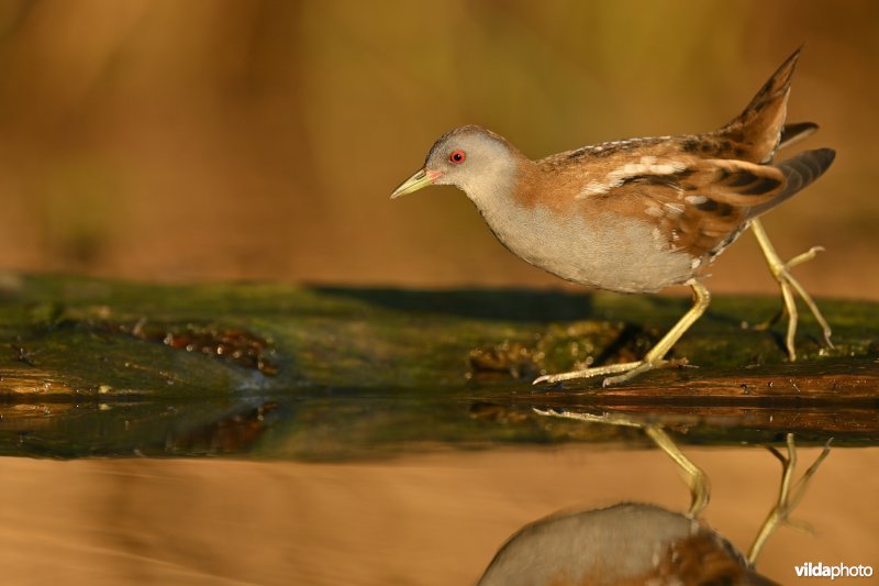 Klein waterhoen
