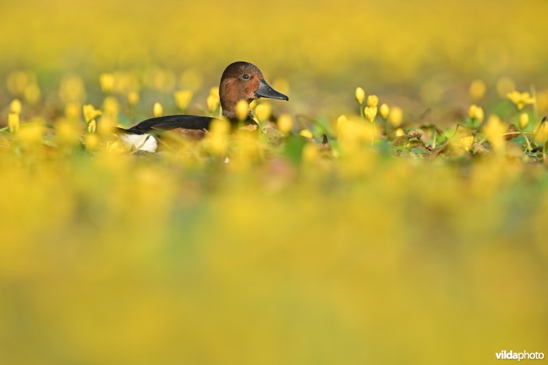 Witoogeend