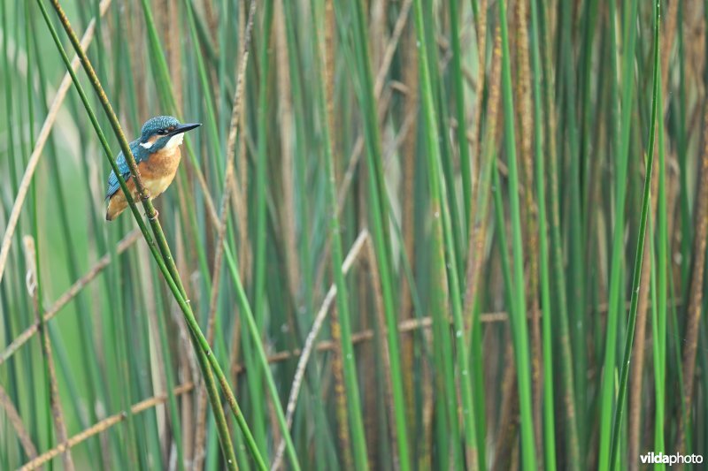 Ijsvogel