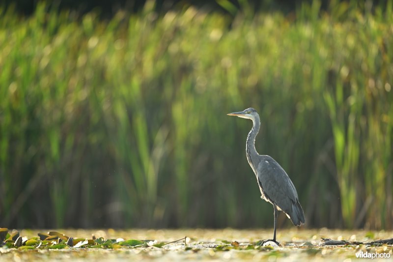 Blauwe reiger