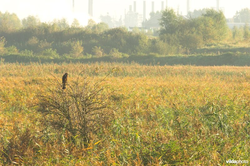 Bruine kiekendief waakt over het Groot Rietveld