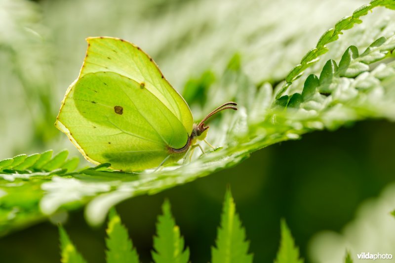 Citroenvlinder