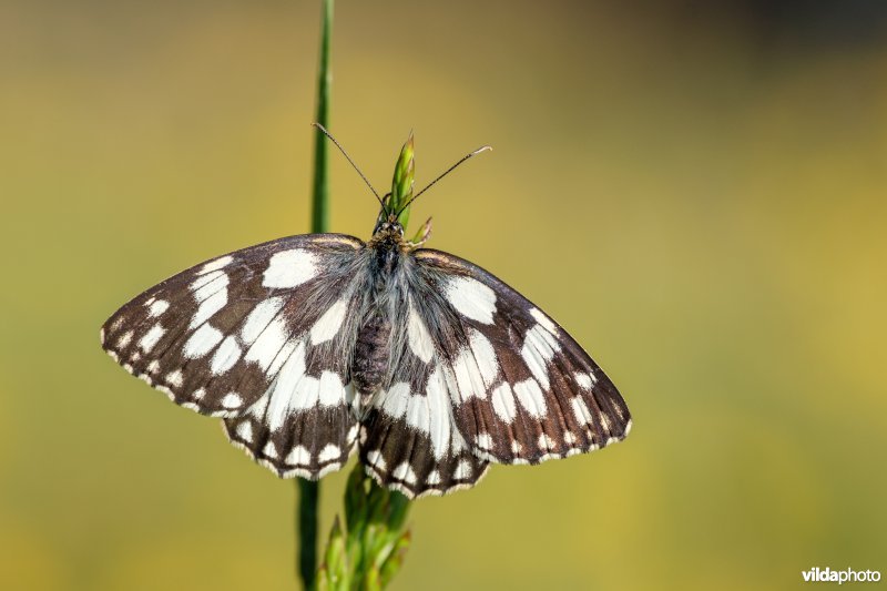 Dambordje bij zonsopgang