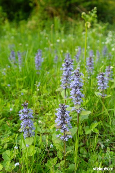 6510 Vochtig schraal hooiland