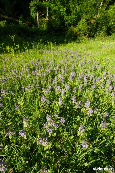 6510 Vochtig schraal hooiland