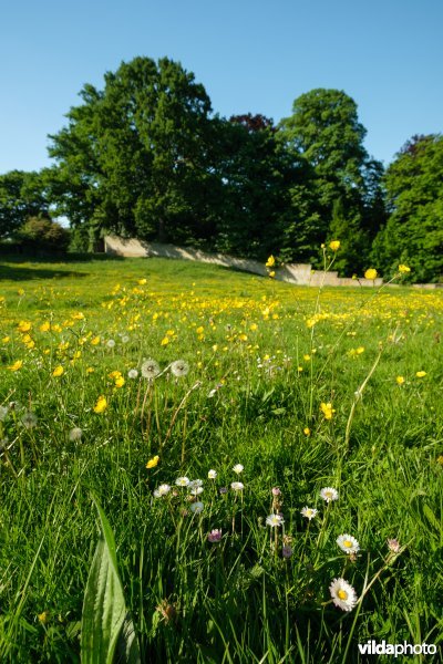 HGB kamgrasland