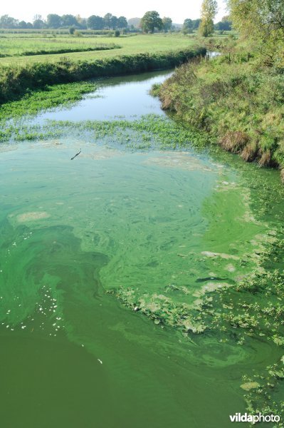 Algenbloei in het Schulensmeer