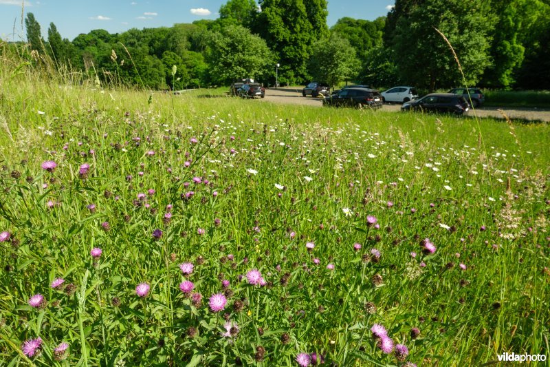 6510 Schraal hooiland