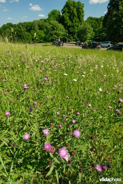 6510 Schraal hooiland