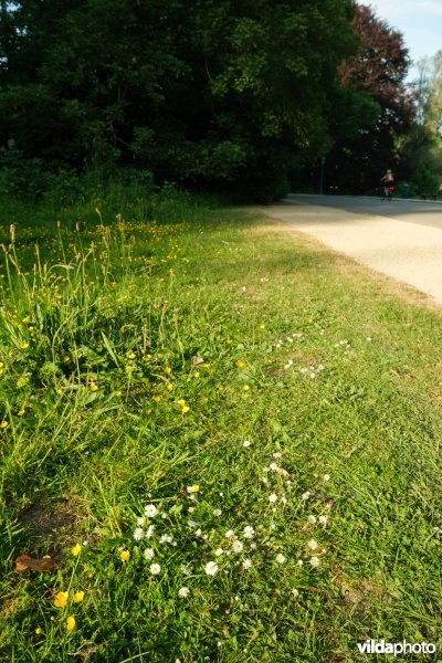 HGB kamgrasland