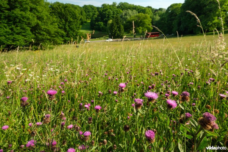 6510 Schraal hooiland