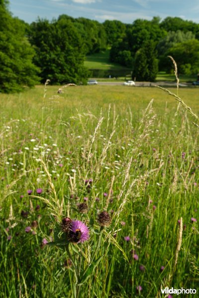 6510 Schraal hooiland