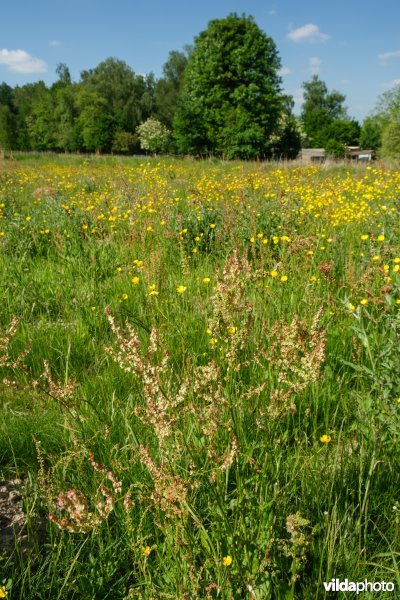 HGB kamgrasland