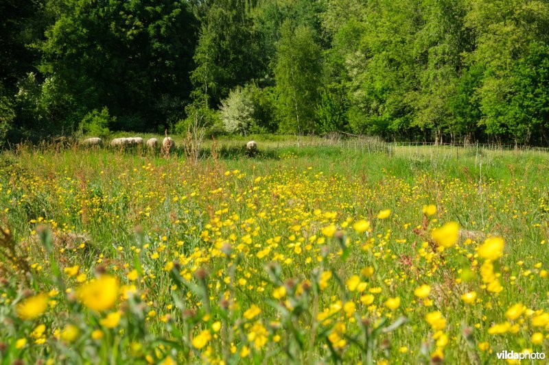 HGB kamgrasland