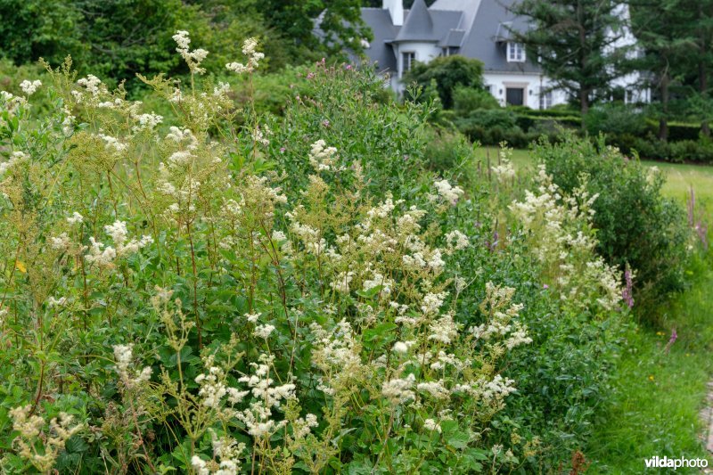Moerasspirea