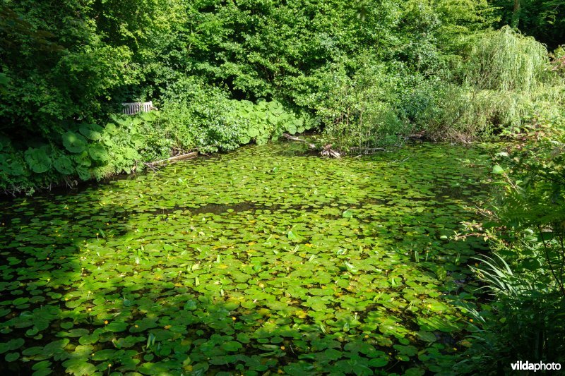 Vijver met gele plomp