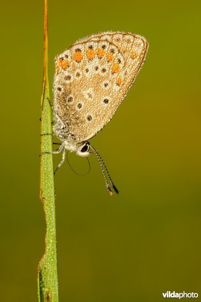 Icarusblauwtje met ochtenddauw