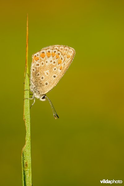 Icarusblauwtje met ochtenddauw
