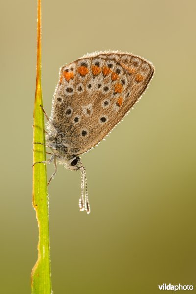 Icarusblauwtje met ochtenddauw